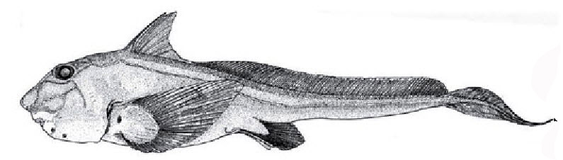 Hydrolagus pallidus_0